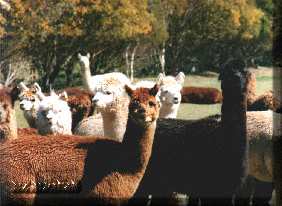 Alpacas