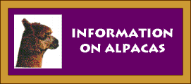 Information on Alpacas