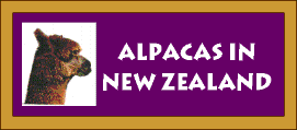 Alpacas in New Zealand